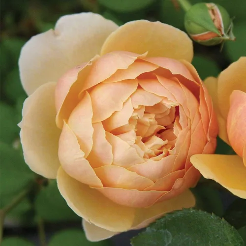 Miniatura 2 de Rosas arbustivas inglesas de reliquia, planta de raíz propia viva para jardín al aire libre, Charles Darwin®, muy fragantes, zonas de rusticidad