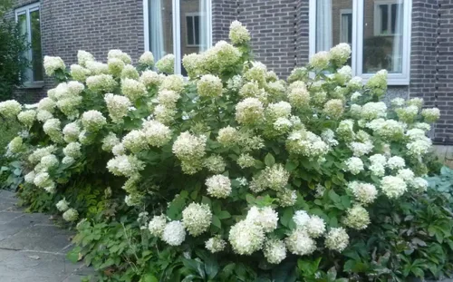 Miniatura 5 de Limelight Hydrangea Paniculata - Planta viva enviada de 1 a 2 pies de alto por DAS Farms