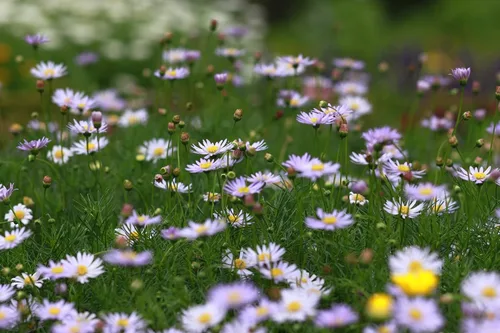 Miniatura 5 de Juego de 500 paquetes de semillas de flores surtidas a granel, más de 20 variedades disponibles. (500)