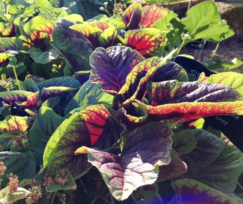 Miniatura 3 de Verduras de hoja, semillas de amaranto "Red" belleza chino espinacas Yin Cho o Callaloo.