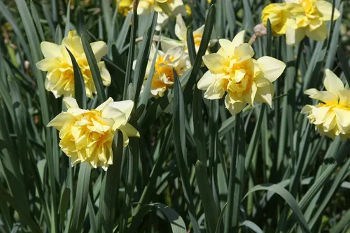 Miniatura 3 de Mantequilla y huevos de narciso/10 bulbos de narciso frescos saludables que producen flores amarillas dobles tradicionales en marzo por The Southern
