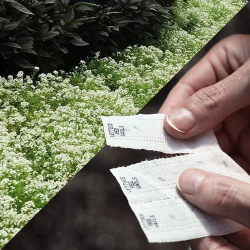 Miniatura 7 de Park Seed Sembrar cinta de semillas de colección Effortless – Mezcla de cactus gigante Zinnia 15 pies – Fácil siembra de bricolaje, flores vibrantes