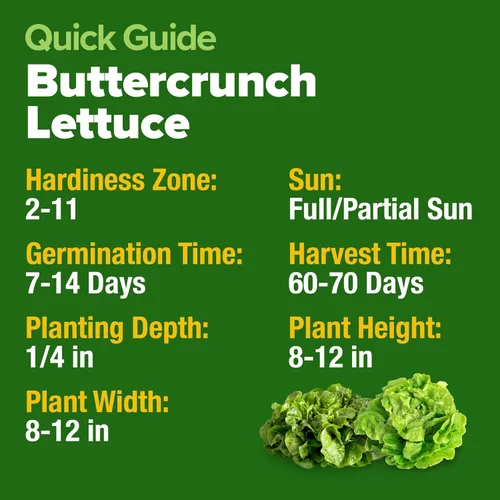 Miniatura 5 de HOME GROWN Buttercrunch - Semillas de lechuga 3950+ paquete a granel sin OMG, alta germinación, lechuga Bibb para plantar, jardín hidropónico