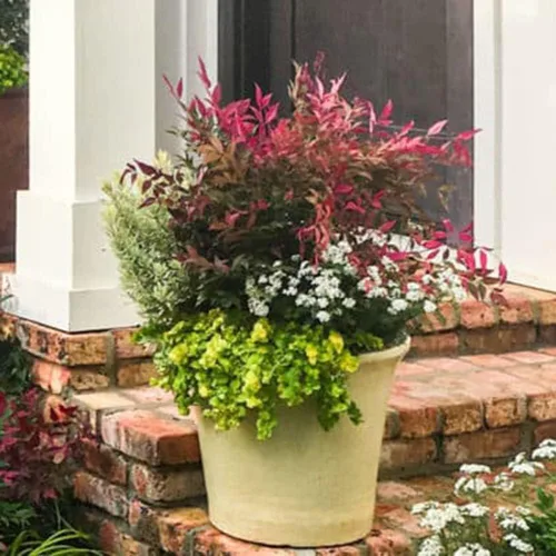 Miniatura 4 de Blooming & Beautiful - Obsession Nandina - 3 gal - Southern Living - Arbusto de hoja perenne - Follaje de color rojo - Cultivo compacto - Zonas 6-10