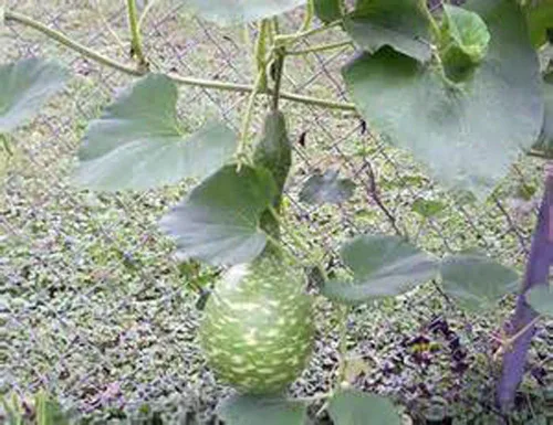 Miniatura 3 de Semillas de calabaza de cisne moteadas, paquete de 25 semillas, producto estadounidense. Embalado por JACOBS LADDER ENT. (25)