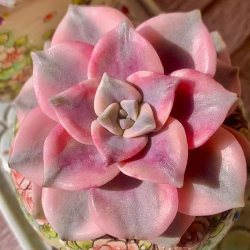 Miniatura 10 de Echeveria Agavoides Cassius - Kit de suculentas abigarradas, con maceta de plástico, 1 cabeza de planta viva de 2.5 pulgadas, suelo comprimido