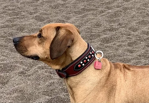 Miniatura 8 de Blazing Paws Barrington - Collar de perro de cuero rojo cristal de lujo de 2 pulgadas para perros grandes, hecho a mano, grueso, fuerte