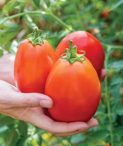 Miniatura 7 de Burpee "San Marzano" Heirloom, Tomate para pasta, 75 semillas no transgénicas reliquia de San Marzano