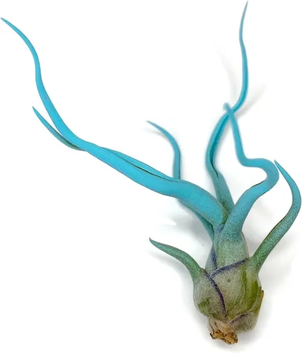 Planta de aire Bulbosa, planta de aire vivo de Guatemala Tillandsia, llegada saludable garantizada, gran planta de interior, decoración del hogar y