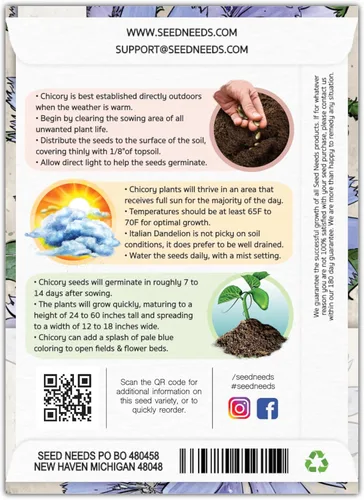 Miniatura 2 de Seed Needs Semillas de achicoria para plantar Cichorium intybus, reliquia y flores silvestres polinizadas abiertas para cultivar un jardín