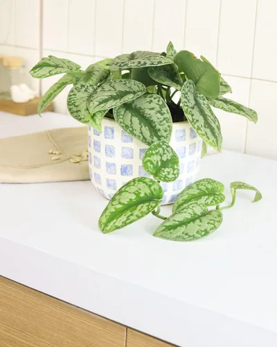 Miniatura 7 de Silver Splash Pothos - Scindapsus Pictus 'Exotica' (maceta cultivadora de 4 pulgadas) – Planta de interior fácil de cultivar – Planta