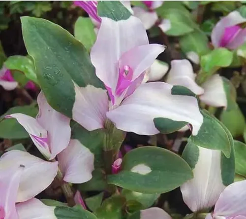 4 Blushing Bride Wandering Jew Esquejes para crecer - Tradescantia x andersoniana, Telaraña de telaraña