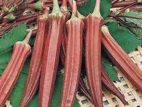 Miniatura 2 de Okra RED Borgoña Great Heirloom Vegetable By Seed Kingdom Bulk 2,000 Semillas