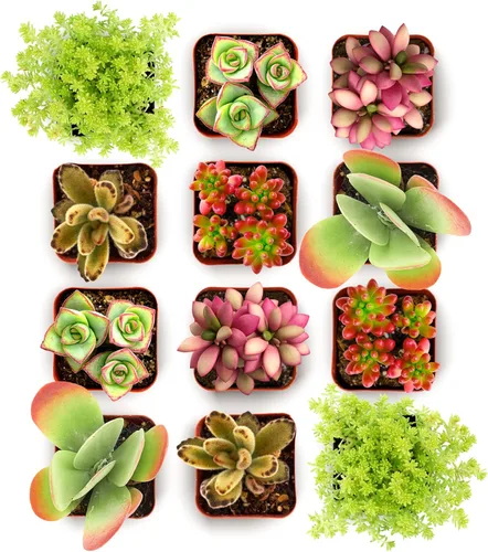 Compra Suculentas Endless Summer Pack de Colección de Plantas Suculentas Vivas - Mini Plantas Suculentas, Bajo Mantenimiento, Colores y Texturas -