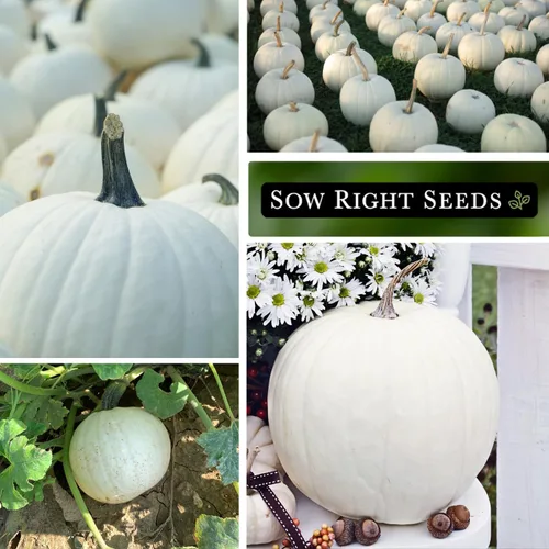 Miniatura 4 de Sow Right Seeds - Semillas de calabaza Casper para plantar - Paquete de reliquia sin OMG con instrucciones para plantar un huerto casero - Variedad