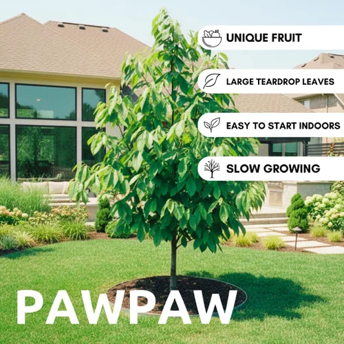 Miniatura 2 de Semillas de árbol de pata de pata para plantar 6 semillas Árbol frutal comestible, fabricado en Estados Unidos Divertido y fácil de cultivar
