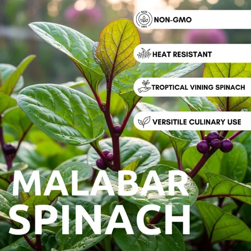 Miniatura 2 de 100 Red Malabar spinach Seeds [callo de hoja gruesa de Guyanés] vid de rápido crecimiento