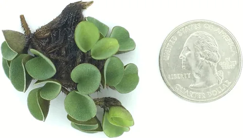 Miniatura 3 de Musgo de agua asiático, Salvinia cucullata, acuario vivo/acuático/de agua dulce/planta flotante/estanque, tanque plantado, paisaje acuático por