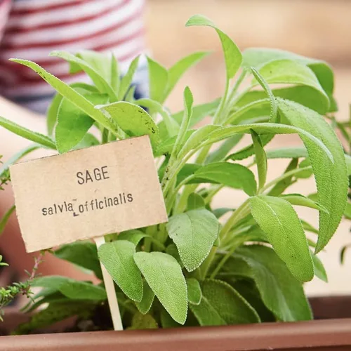 Miniatura 5 de Hoja ancha de salvia (50 semillas)