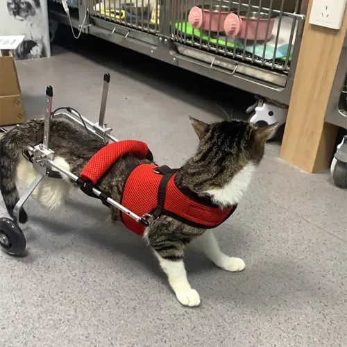 Miniatura 2 de Silla de ruedas ajustable para gatos, silla de ruedas para mascotas totalmente personalizable para perros y gatos pequeños con correa de pecho a