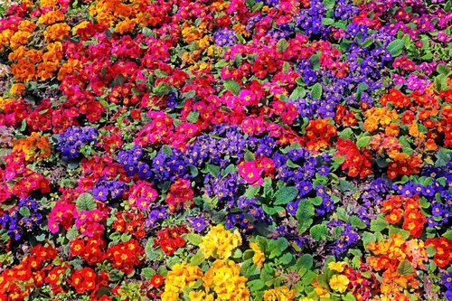 Miniatura 2 de 50 semillas mixtas de flores de planta de interior con sombra de prímula vulgaris