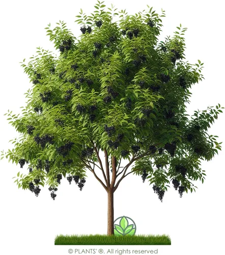 Miniatura 3 de Cerezo Negro Europeo Semillas Premium Prunus padus 'Summer' Plants'® (Premium Seeds, 10)