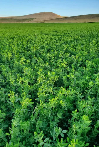 Miniatura 2 de Semillas de alfalfa de EE. UU., 5 libras, semillas de alfalfa certificadas de alta germinación, semillas de alfalfa de alta germinación, semillas
