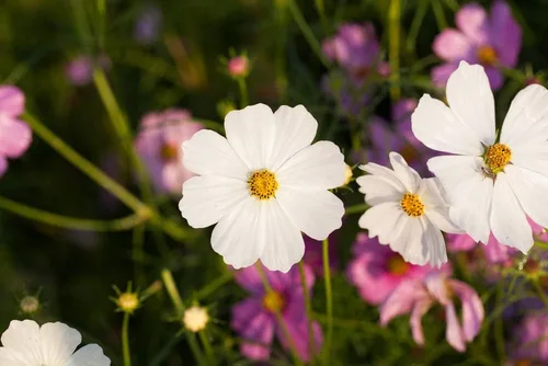 Miniatura 4 de Semillas de flores cosmos "enanas blancas" para plantar, más de 100 semillas por paquete, semillas de jardín de Isla (semillas de jardín de Isla)