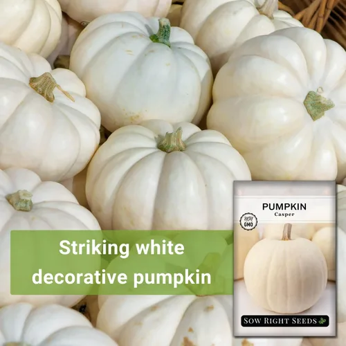Miniatura 3 de Sow Right Seeds - Semillas de calabaza Casper para plantar - Paquete de reliquia sin OMG con instrucciones para plantar un huerto casero - Variedad
