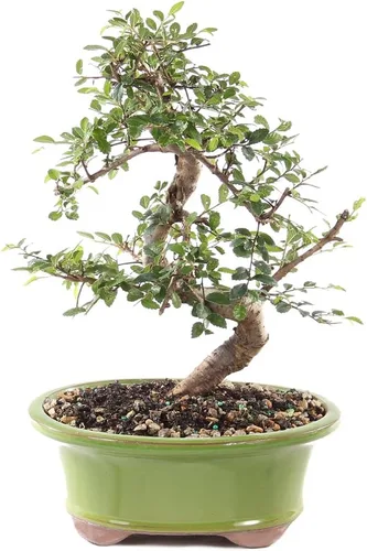 Miniatura 10 de Brussel's - Árbol bonsái de olmo chino vivo para exteriores, 5 años de edad; 10 a 14 pulgadas de alto con recipiente decorativo, bandeja de humedad