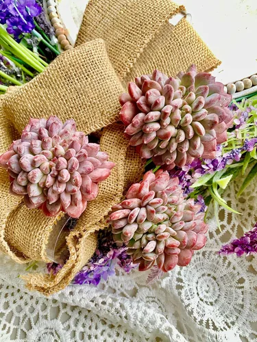 Miniatura 30 de Succulent Plants Live– Easy Care Bare Root Succulents for Indoor Outdoor Decor, Mini Live Plants for Home, Garden, Office, & Gift Ideas