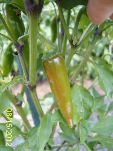 Miniatura 3 de Costeno Amarillo Pepper Seeds, Rare Mexican Heirloom Chili, Bright Lemony-Citrus Flavor, 25 Seeds