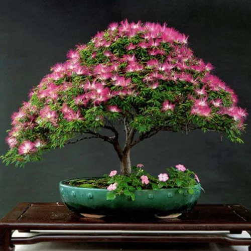 Árbol de hilo de seda raro Albizzia Julibrissin Bonsai Nemu, 10 semillas, árbol ornamental de mimosa de flor de Albizia