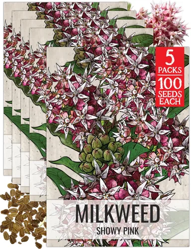 Miniatura 26 de Seed Needs Semillas de algodoncillo naranja para plantar malezas de mariposa, semillas de flores perennes sin tratar para cultivar un jardín