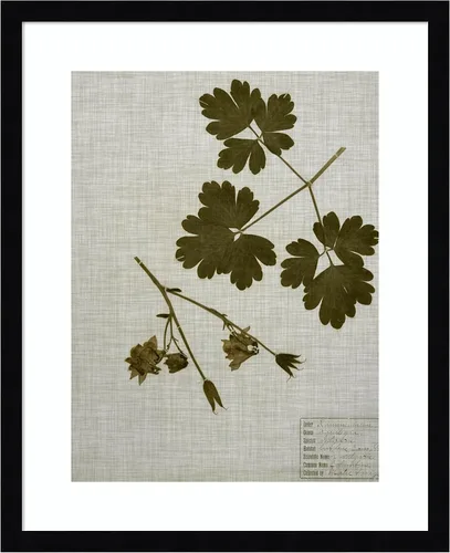 Miniatura 10 de Amanti Art Vision Studio - Lienzo decorativo para pared, 36 x 30 pulgadas, hojas prensadas en lino I por Vision Studio, arte de pared de naturaleza