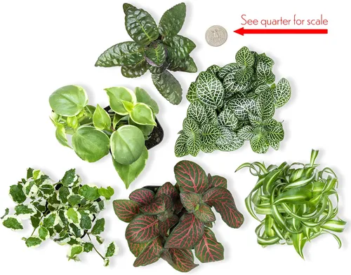 Miniatura 6 de Back to the Roots Kit de cultivo Microgreen DIY, paquete de 6 variedades de cultivo y plantas de interior fáciles de cultivar (paquete de 6)