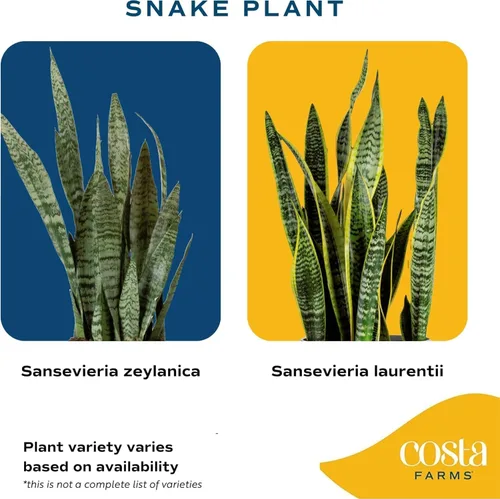Miniatura 3 de Costa Farms Planta Serpiente, Planta Viva Lengua de Suegra en Maceta Decorativa, Planta Suculenta de Interior Grande y Fácil de Mantener para Casa