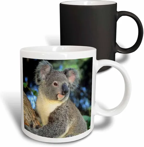 Miniatura 13 de 3dRose Oso de koala, Australia, árbol de eucalipto - SA01 KSC0000 - Kevin Schafer - Taza negra de dos tonos de 11 oz