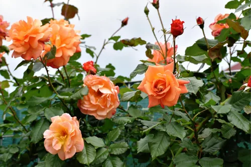 Miniatura 4 de 5 Seeds Orange Climbing Rose Rosa Bush Vine Climber Fragrant Butterfly Flower Seeds