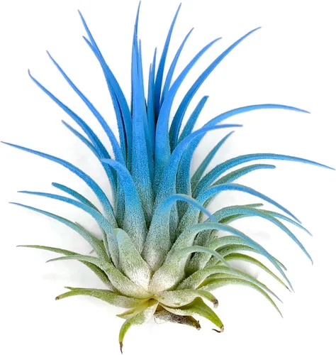 Miniatura 17 de Planta de aire Tillandsia Ionantha de Guatemala, planta de aire viva Tillandsia de Guatemala, llegada saludable garantizada, excelente planta de Azul