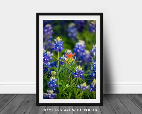 Miniatura 3 de Impresión de fotografía de flores silvestres (sin marco) Imagen vertical del pincel indio destacado en arándanos en el día de primavera en Texas
