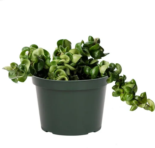 Miniatura 12 de American Plant Exchange Plantas Hoya surtidas, macetas de 4 pulgadas, paquete de 3, enredaderas de cera con flores vivas, plantas