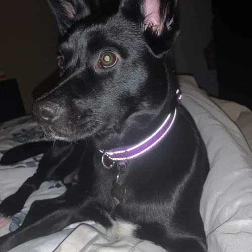Miniatura 6 de Collar de nailon reflectante para perro con acolchado de neopreno transpirable, ajustable para perros pequeños (9.8 a 15 pulgadas, morado)