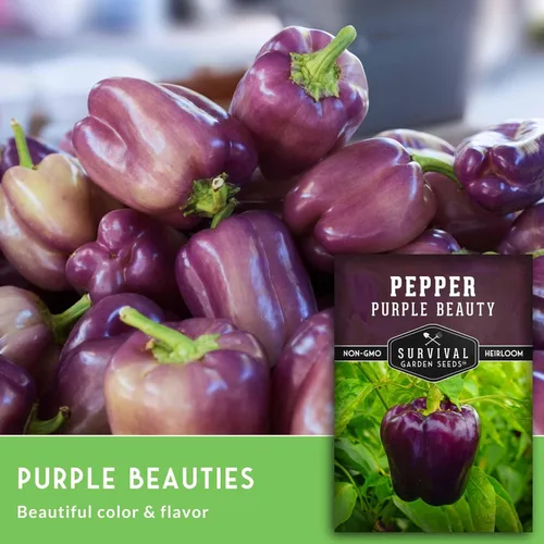Miniatura 4 de Purple Beauty - Semillas de pimiento morrón para plantar Pimientos morados dulces tradicionales para jardines domésticos – Polinizado abierto sin