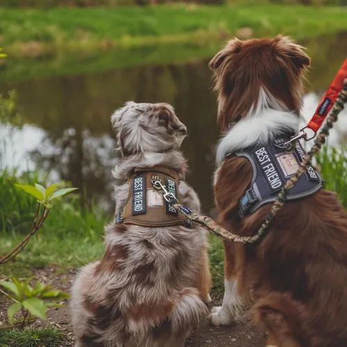Miniatura 8 de Auroth - Arnés táctico para perros pequeños y medianos, sin tirones, arnés ajustable para mascotas, reflectante, K9, entrenamiento, trabajo, de Gris