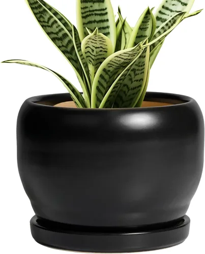 Miniatura 76 de SQOWL Macetas de cerámica – Maceta de 6 pulgadas con orificio de drenaje y bandeja, maceta redonda para plantas de interior, maceta decorativa