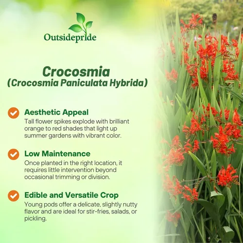 Miniatura 3 de Outsidepride Semillas de Crocosmia – 100 unidades. Semillas perennes, resistentes y fáciles de cultivar, semillas de flores para plantar flores