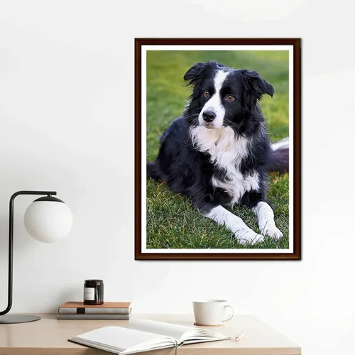 Miniatura 3 de YEEIFFD Pintura de diamante redondo Border Collie Dog DIY Rhinestone bordado arte adulto por número, kit de manualidades para decoración del hogar
