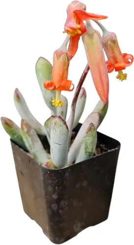 Miniatura 2 de Plantas de cotiledón suculentas vivas (maceta de cotiledón colgantes de 2 pulgadas)