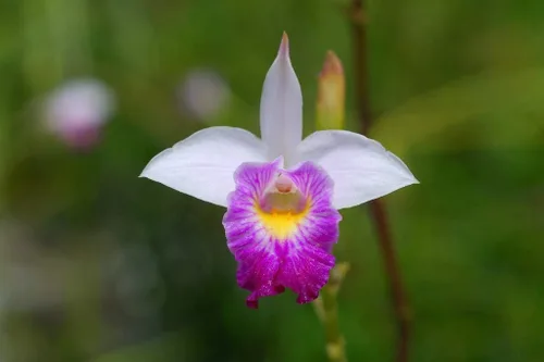Miniatura 4 de Planta de orquídea tropical hawaiana de bambú, 2 bulbos enraizados (paquete de 5) Grow Hawaii